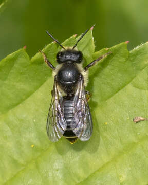 Image of Leafcutter bee