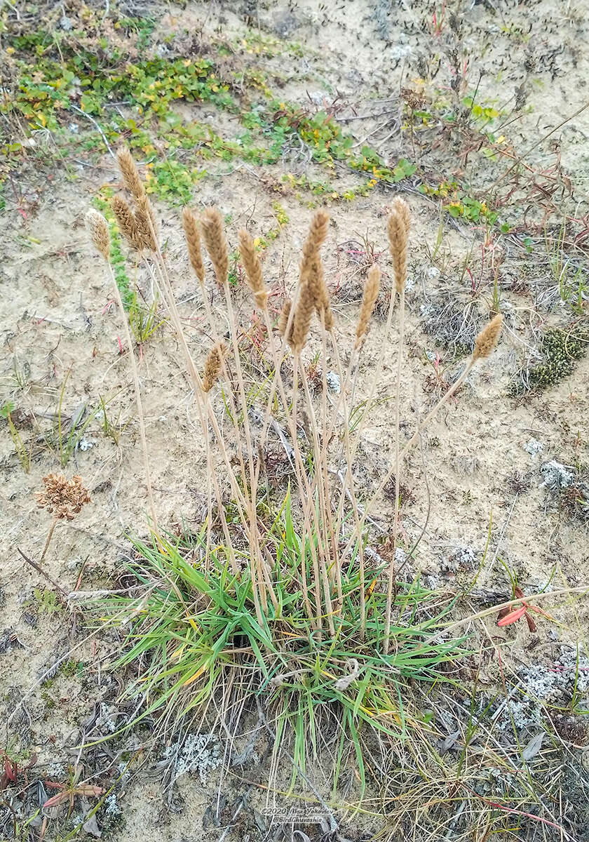 Image of Eurasian Junegrass