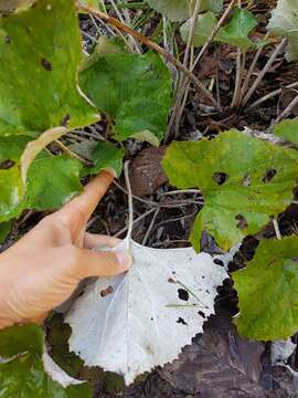 Image of Petasites paradoxus (Retz.) Baumg.