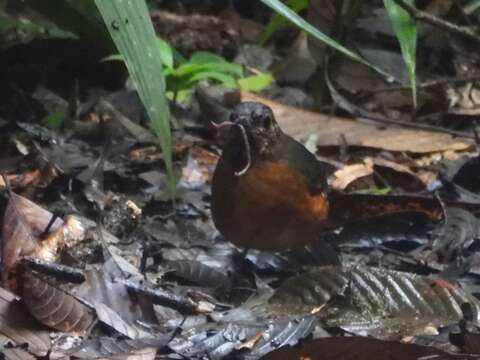 Image of Everett's Thrush