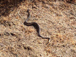 Crotalus oreganus helleri Meek 1905 resmi