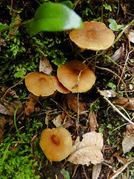 Image of Pluteus pauperculus E. Horak 2008