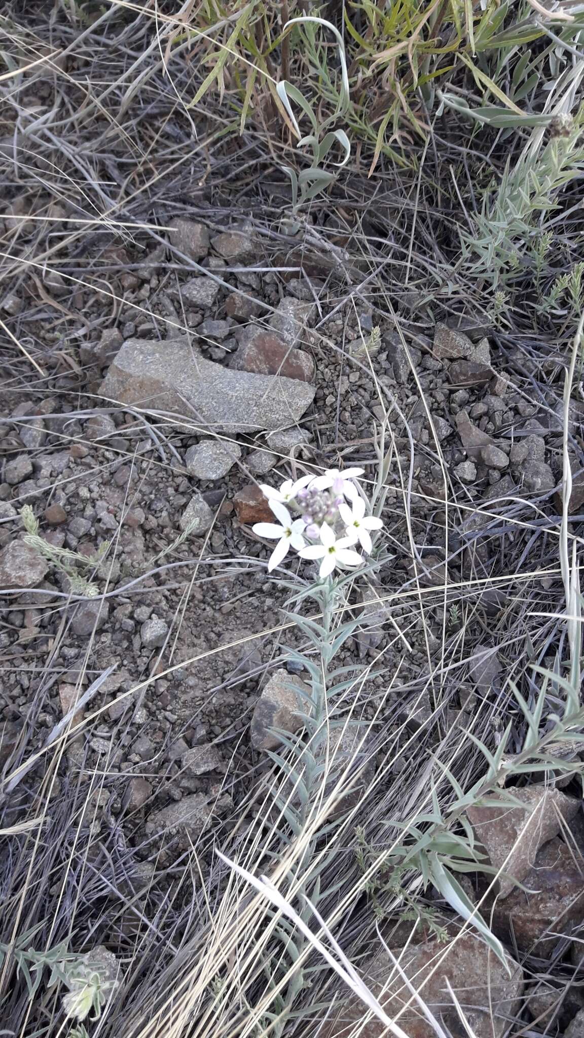 Plancia ëd Arjona patagonica Homb. & Jacquinot ex Decne.