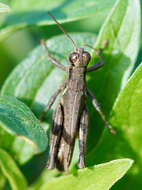 Image of Melanoplus cinereus Scudder & S. H. 1878