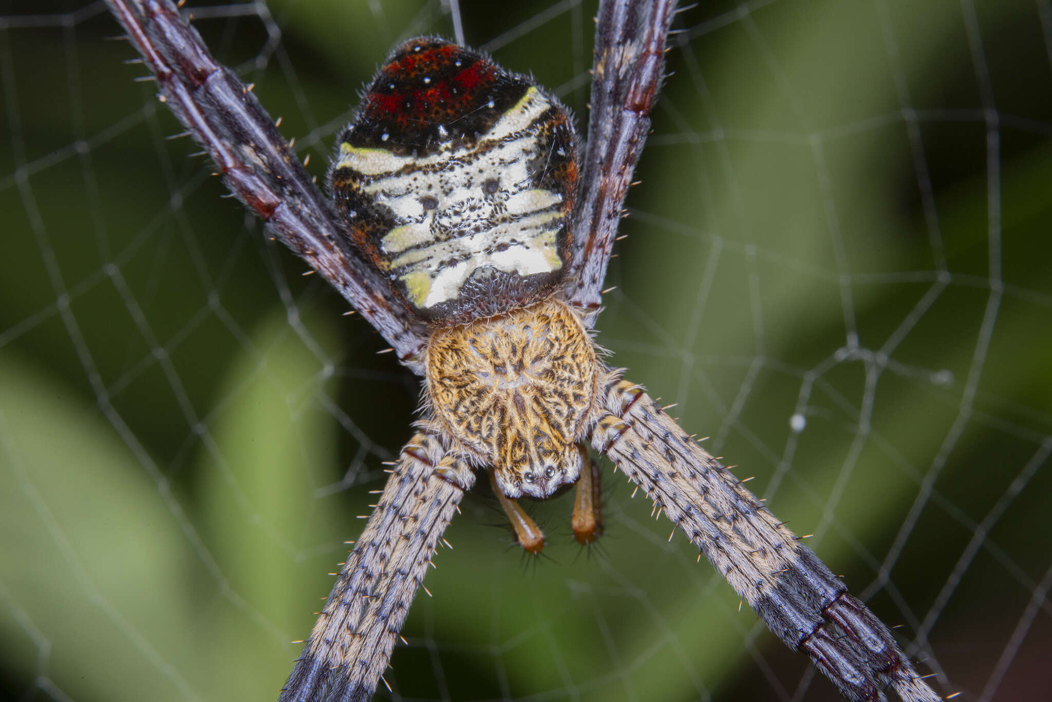 Image of Argiope vietnamensis Ono 2010