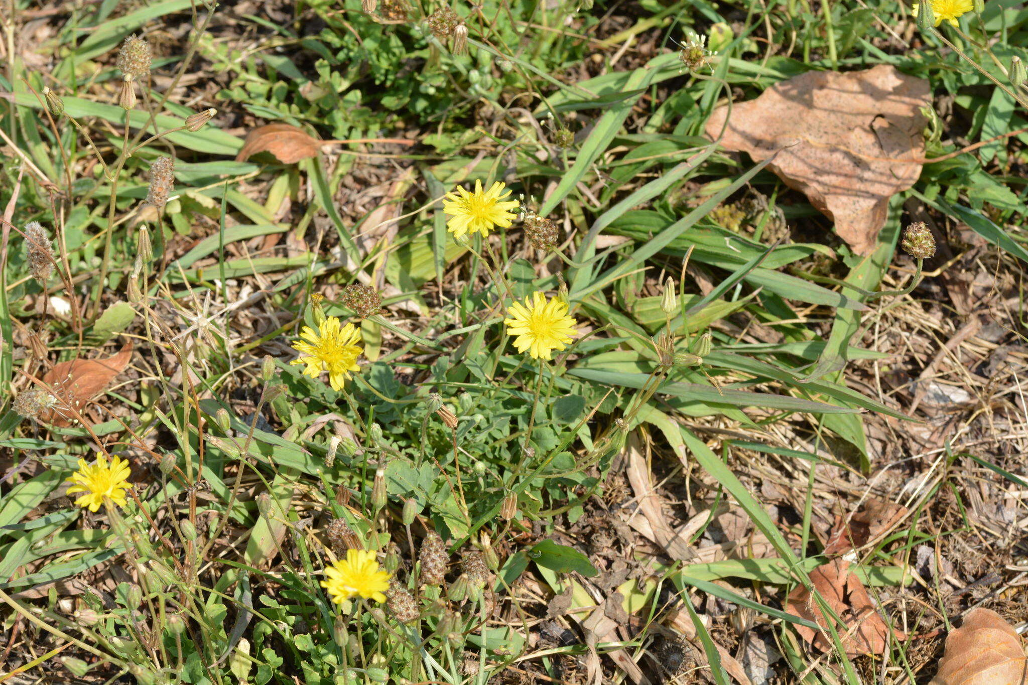 Image of Italian hawksbeard