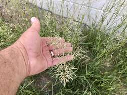 Eragrostis lehmanniana Nees的圖片