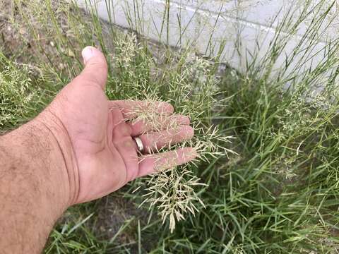 Image de Eragrostis lehmanniana Nees