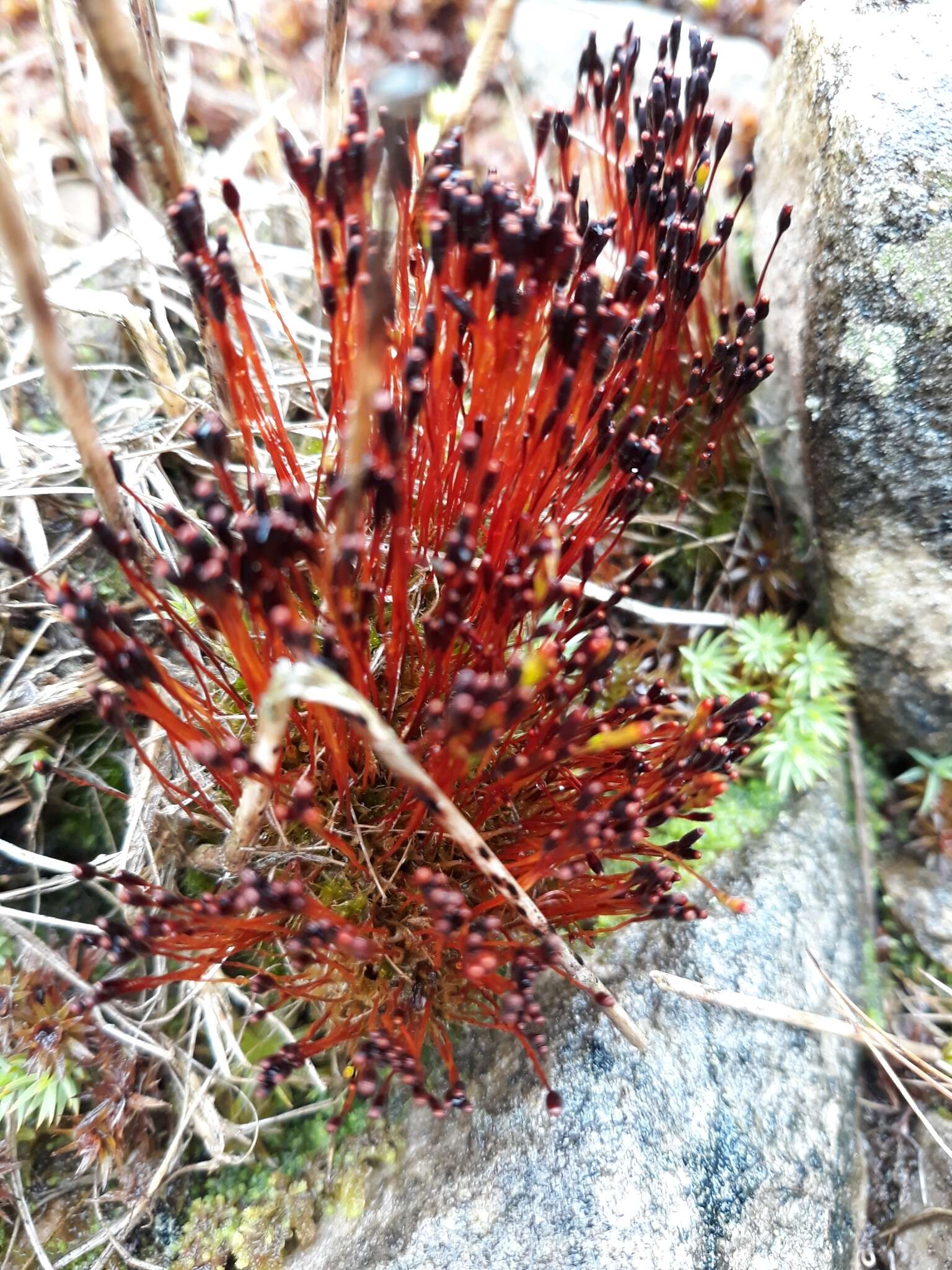 Image of Black fruited stink moss