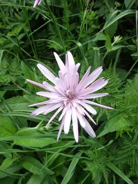 Image of Podospermum roseum (Waldst. & Kit.) Gemeinholzer & Greuter