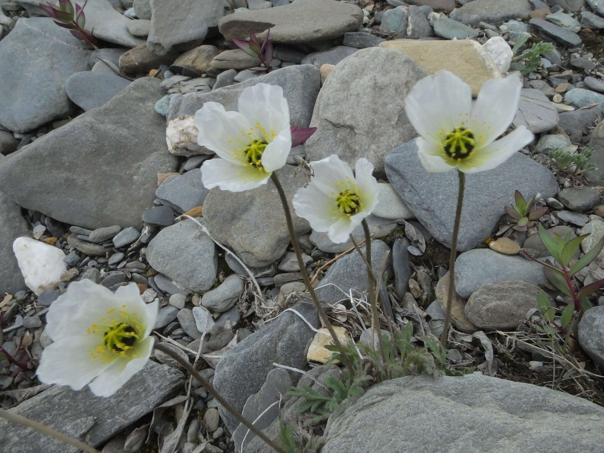 Image of arctic poppy