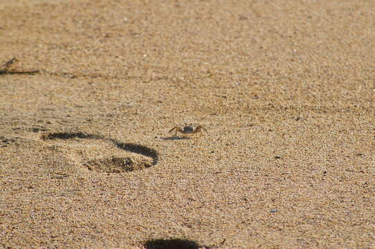 Image of Gulf ghost crab