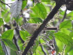 Image of Yunnan Fulvetta