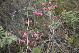 Image of Australian Native Rose