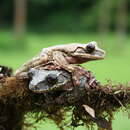 Image of Rabb's fringe-limbed treefrog