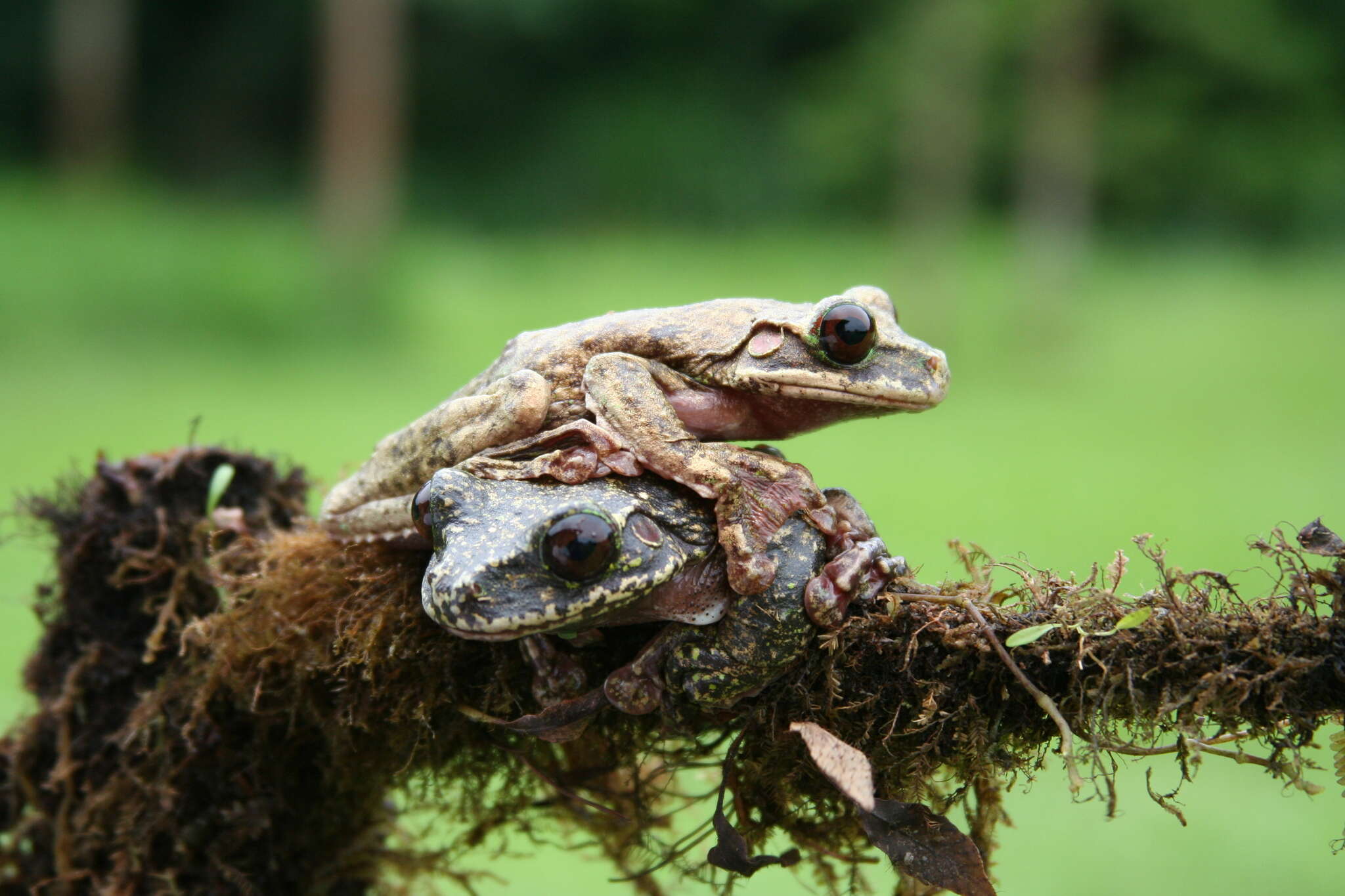 Image of Rabb's fringe-limbed treefrog