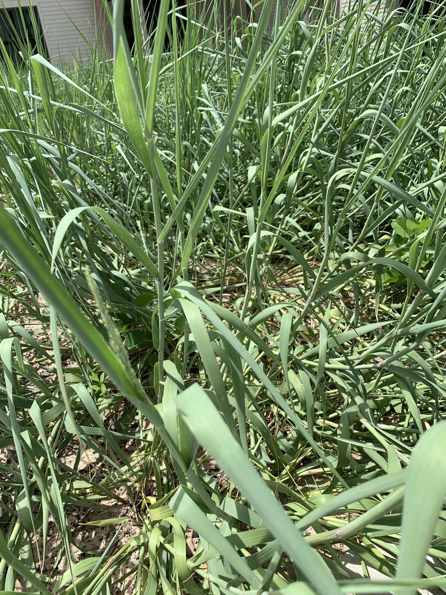 Plancia ëd Panicum amarum Elliott