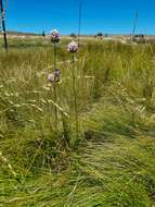 Image of Allium synnotii G. Don