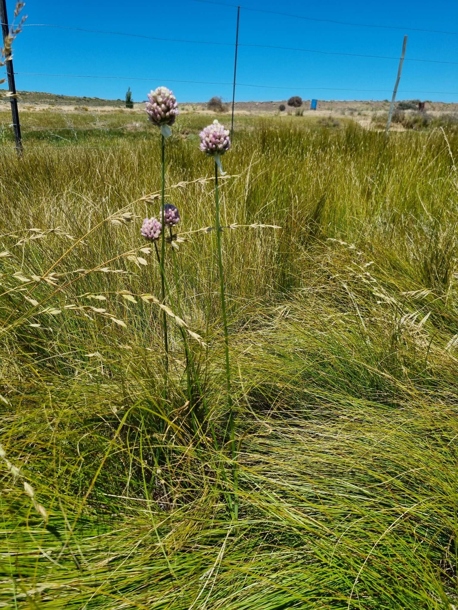 Image of Allium synnotii G. Don