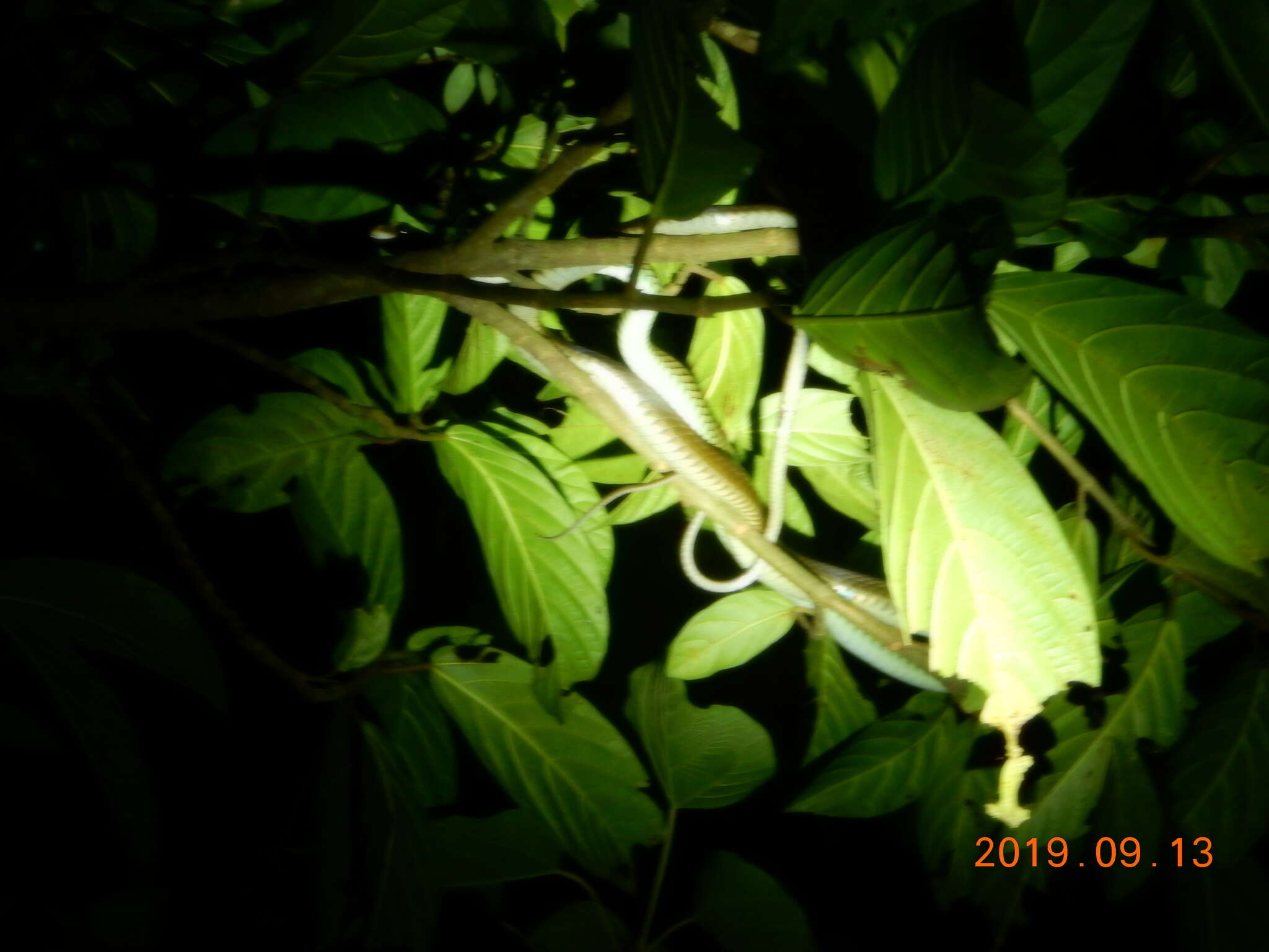 Image of Cantor's rat snake