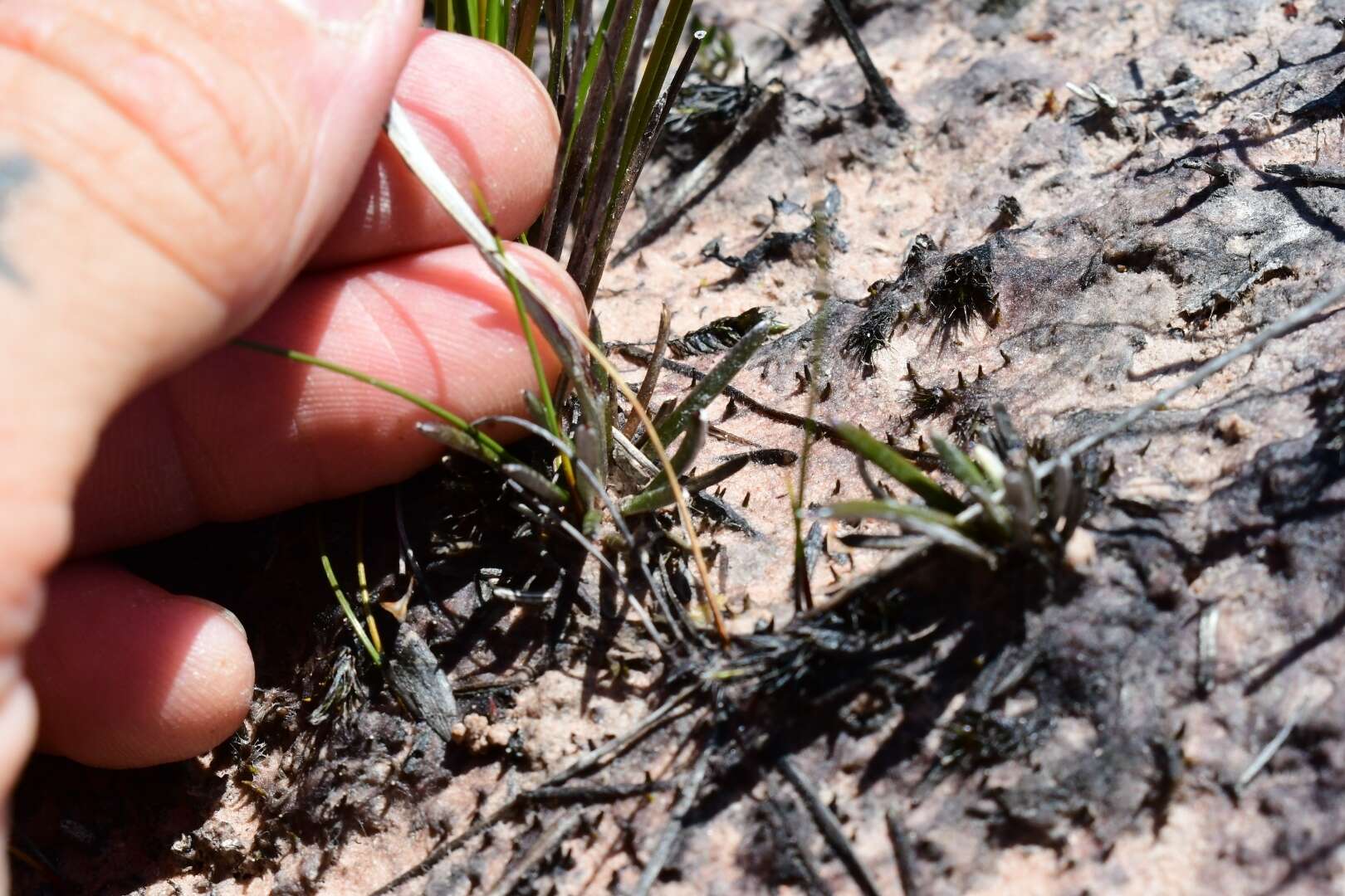 Image de Helichrysum pumilum Hook. fil.