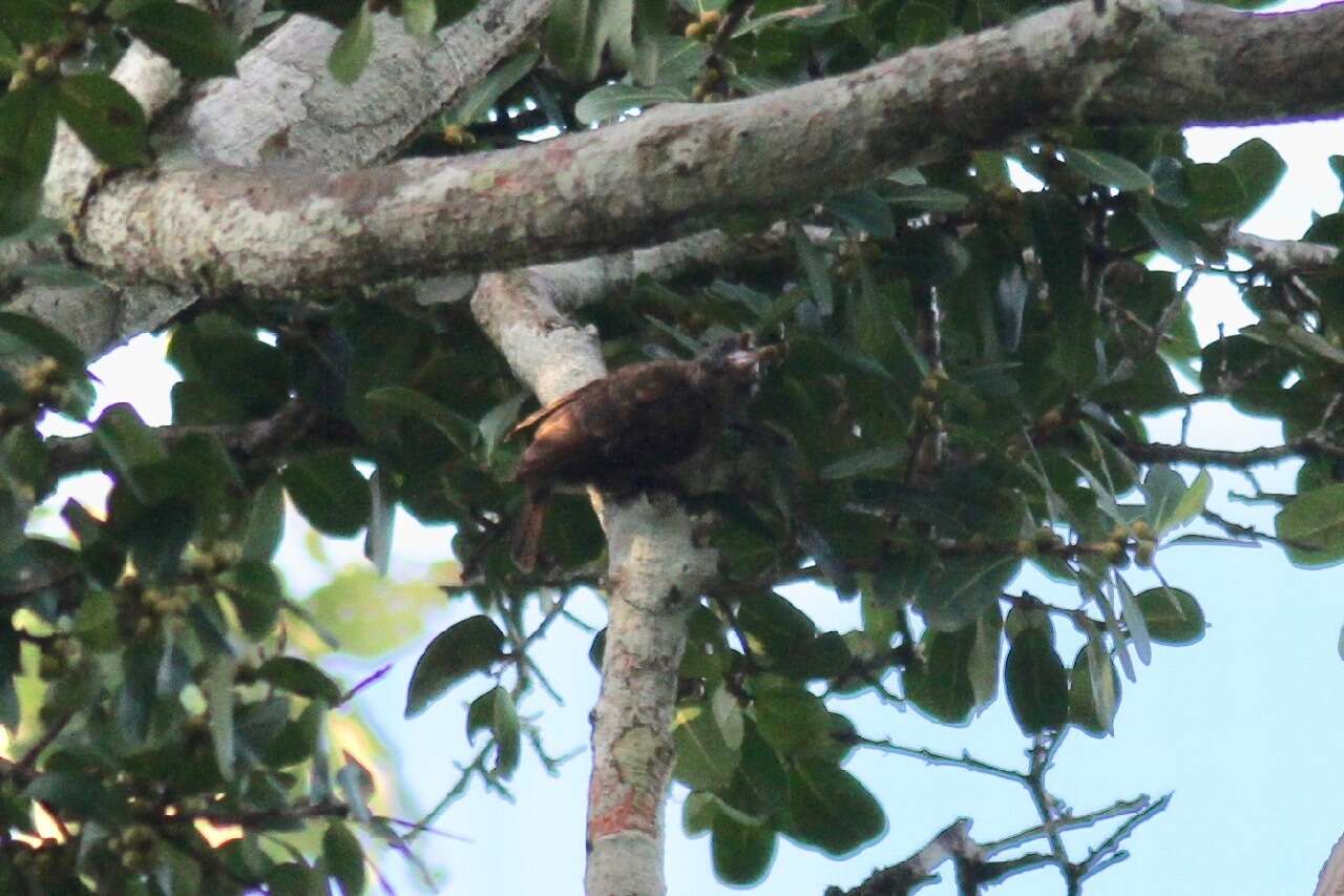 Image of Bristle-nosed Barbet