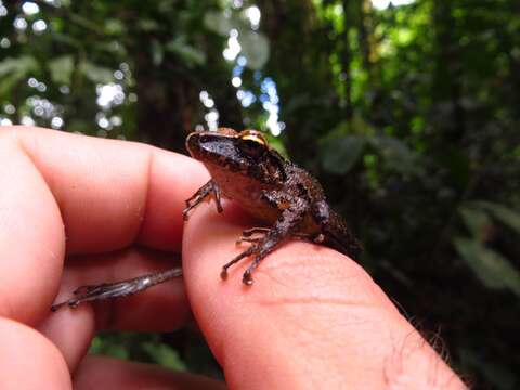 Image of Isla Bonita Robber Frog