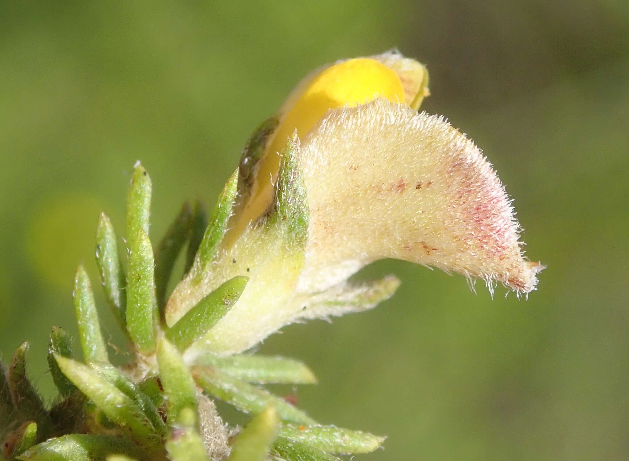 Слика од Aspalathus opaca subsp. opaca