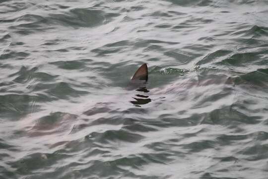 Image of hammerhead sharks