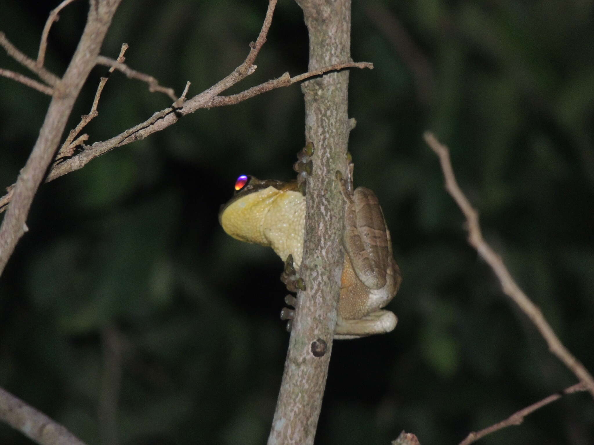 Image of Blacksmith tree frog