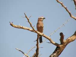 Image of Purple Roller