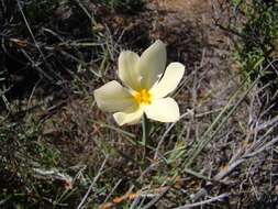 Image of Moraea radians (Goldblatt) Goldblatt