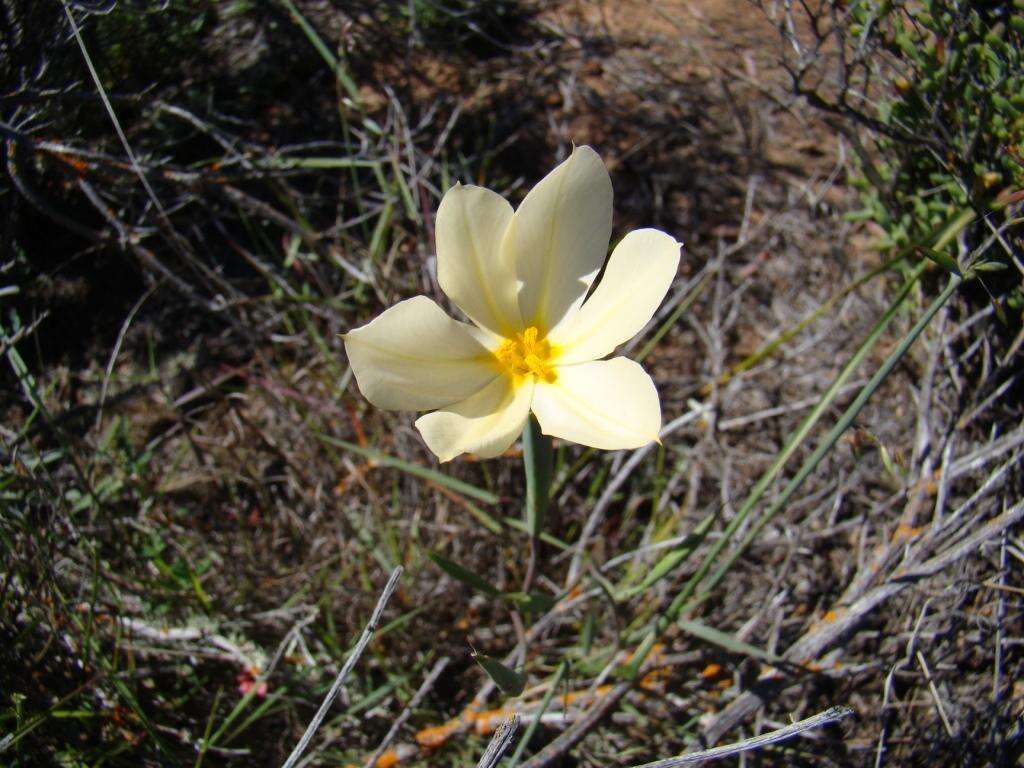 Image of Moraea radians (Goldblatt) Goldblatt