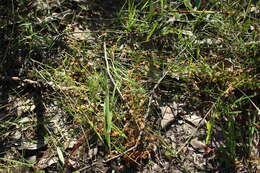 Image de Drosera stolonifera subsp. porrecta (Lehm.) N. Marchant & Lowrie