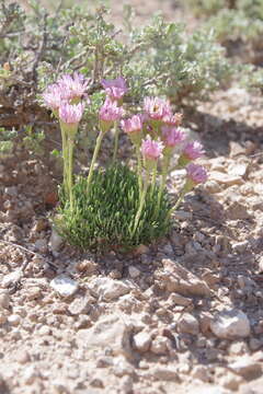 Image de Erigeron compactus Blake