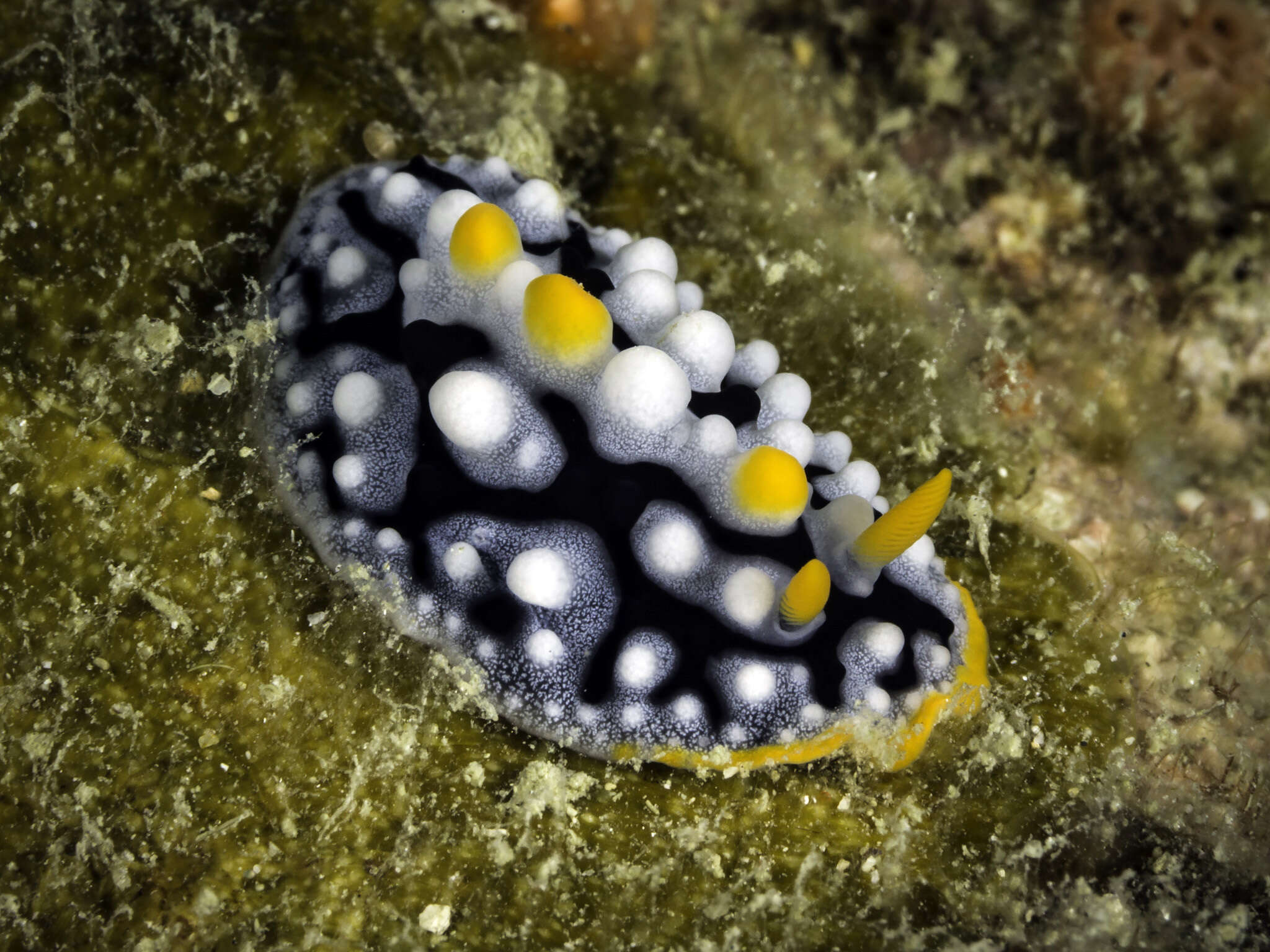 Image of Phyllidia exquisita Brunckhorst 1993