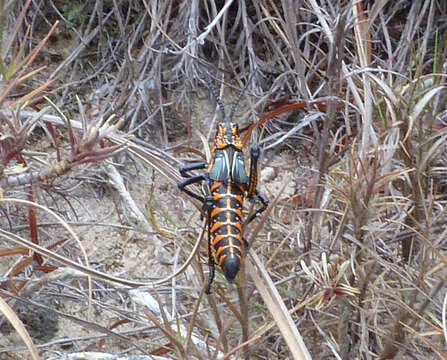 Image of Rainbow Milkweed Locust