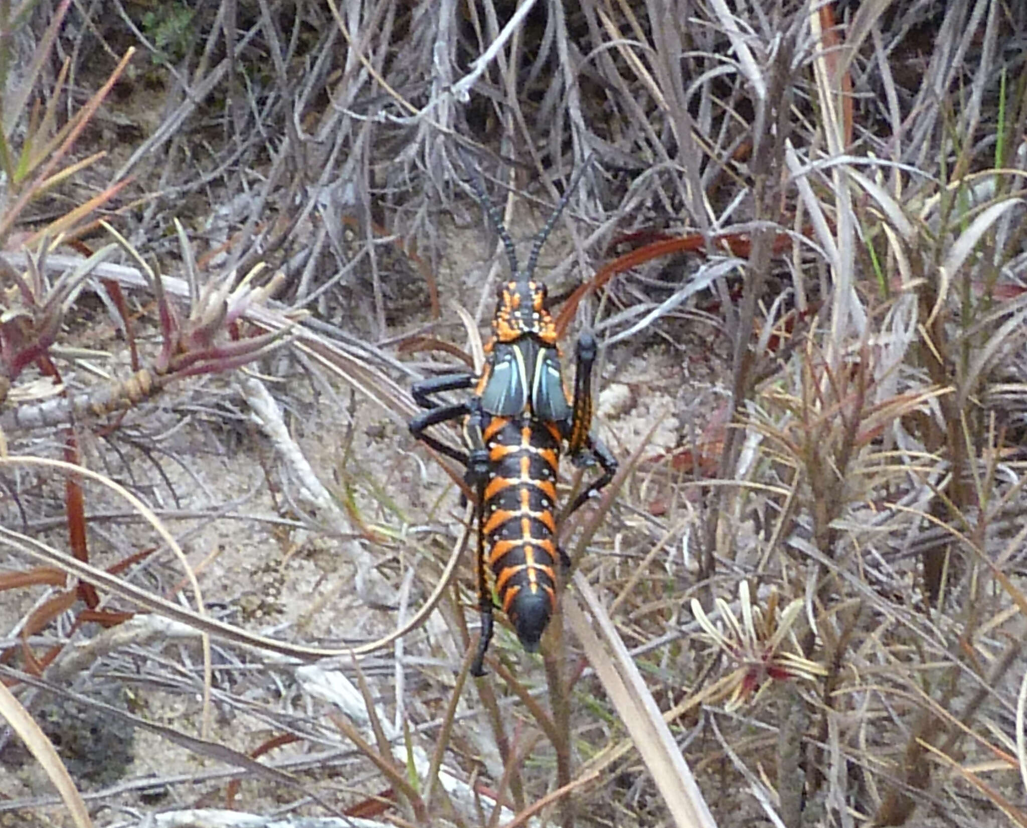 صورة Phymateus (Phymateus) saxosus Coquerel 1861