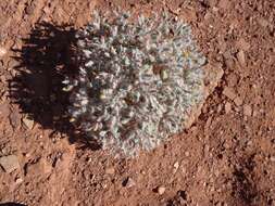 Image of hairybeast turtleback