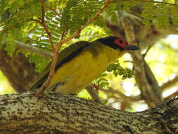 Image of Sphecotheres vieilloti ashbyi Mathews 1912