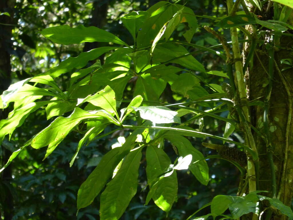 Anthurium pentaphyllum (Aubl.) G. Don的圖片