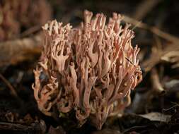 Ramaria fennica (P. Karst.) Ricken 1920的圖片