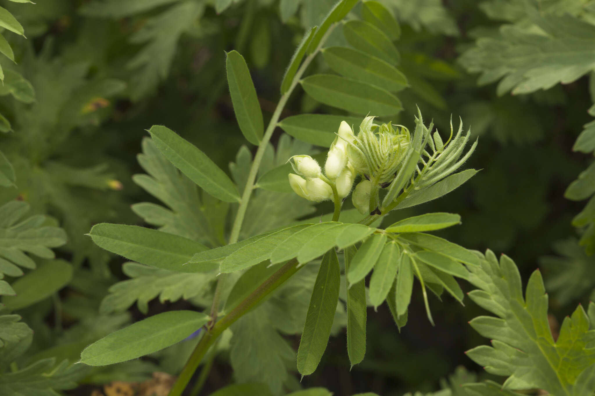 Image of Vicia balansae Boiss.