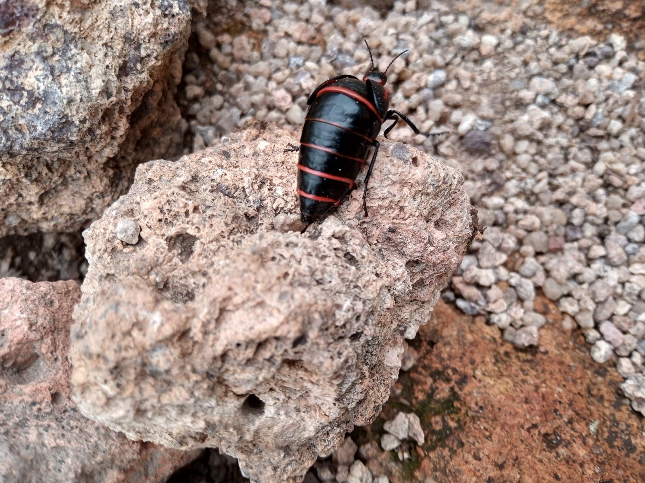 Слика од Megetra punctata Selander 1965