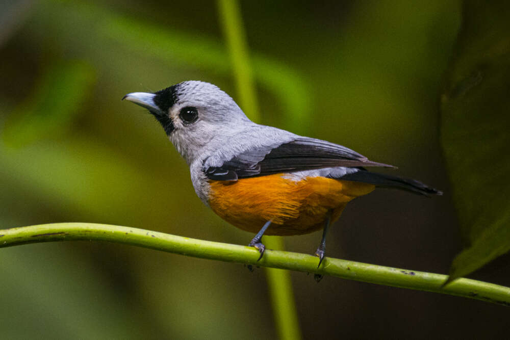 Image of Black-winged Monarch