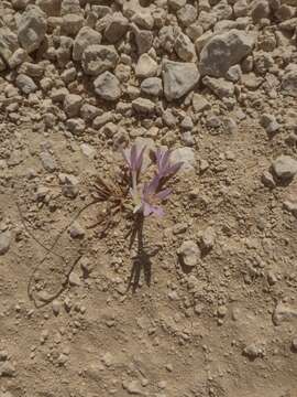 Image of Colchicum tunicatum Feinbrun