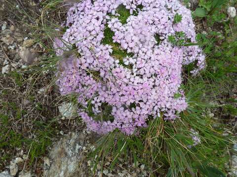 Image of moss campion