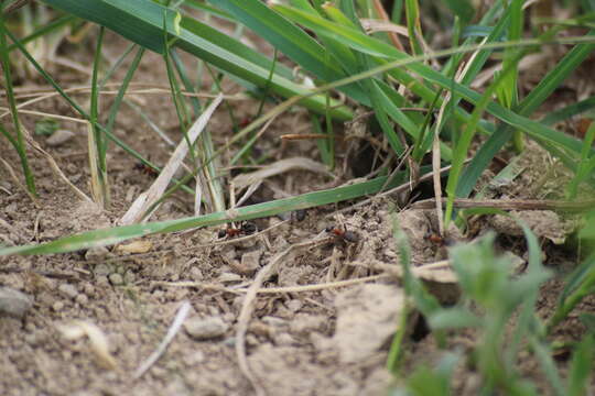 Image of Red-barbed ant