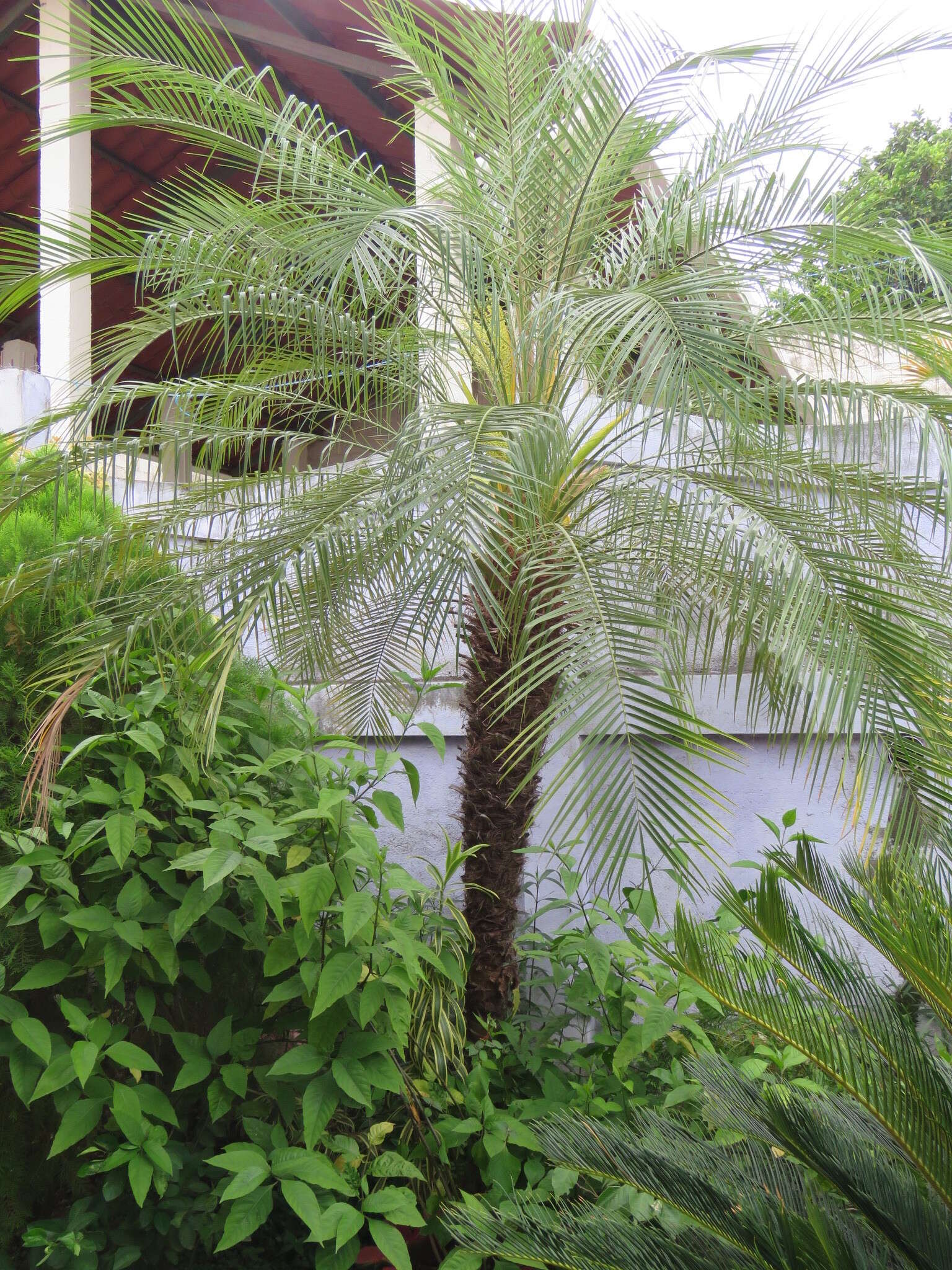 Image of pygmy date palm