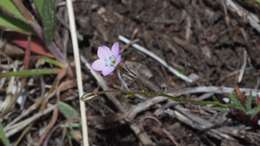 Image of coastal gilia